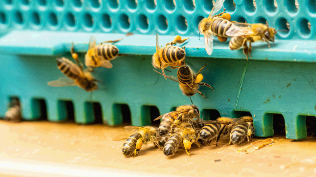 Bienen mit Pollenhöschen