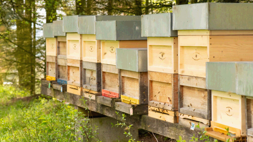 Bienenstand mit Bienenstöcken