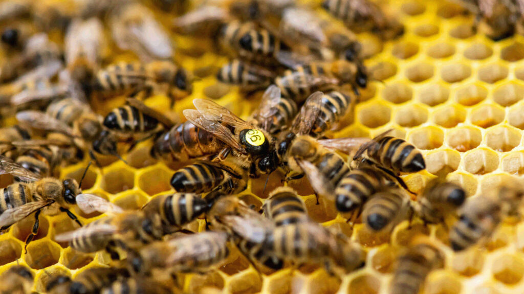 Bienenkönigin