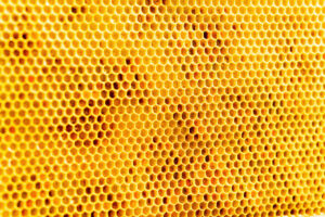 Wabe aus Bienenstock