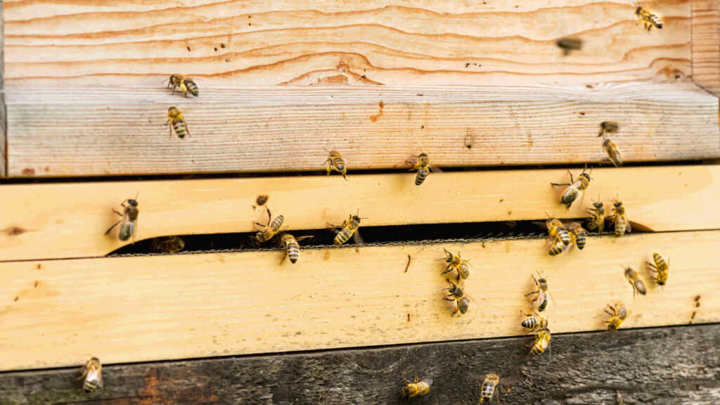 Einflugloch des Bienenstockes