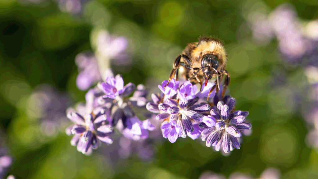 Biene auf lila Blüte